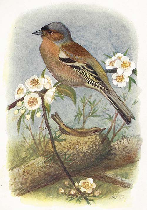 Vink – Fringilla coelebs