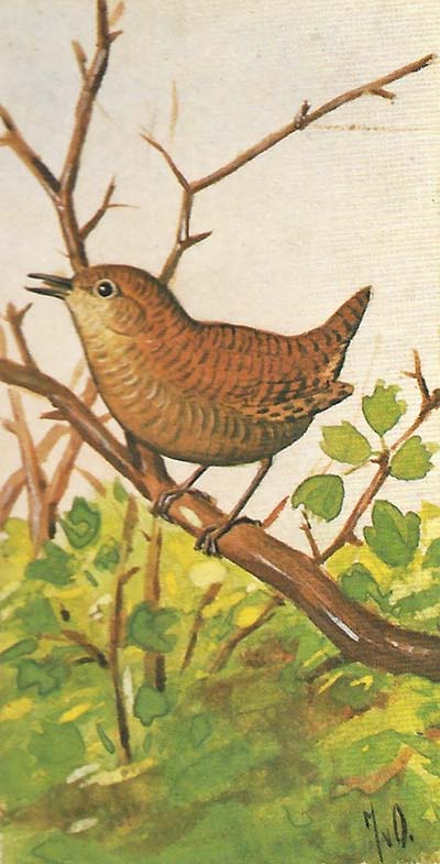 Winterkoning – Troglodytes troglodytes