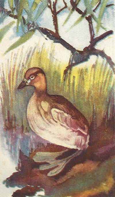 Dodaars – Tachybaptus ruficollis