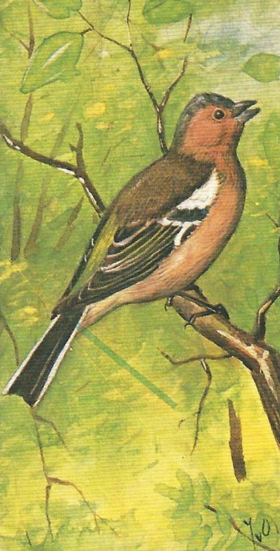 Vink – Fringilla coelebs