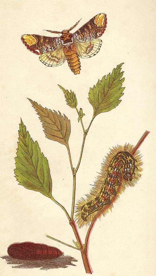 Wapendrager – Phalera bucephala
