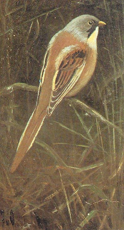 Baardman – Panurus biarmicus
