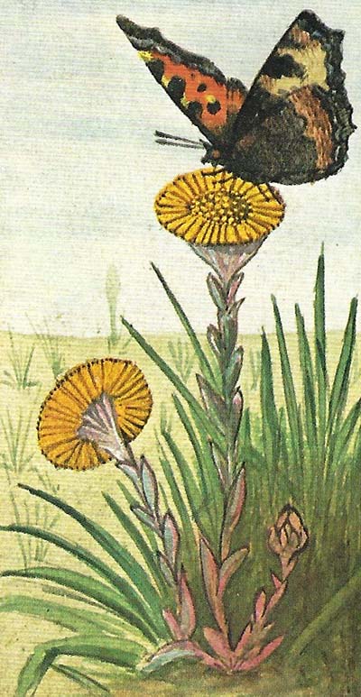 Kleine vos – Aglais urticae