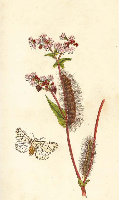 Witte Tijger – Spilosoma lubricipeda