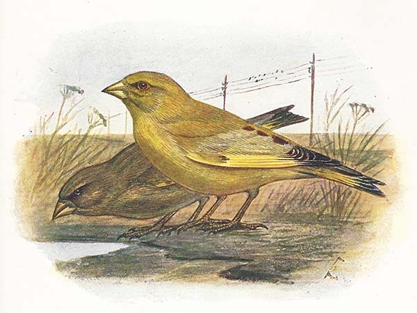 Groenling – Chloris chloris