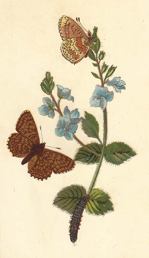 Veldparelmoervlinder – Melitaea cinxia