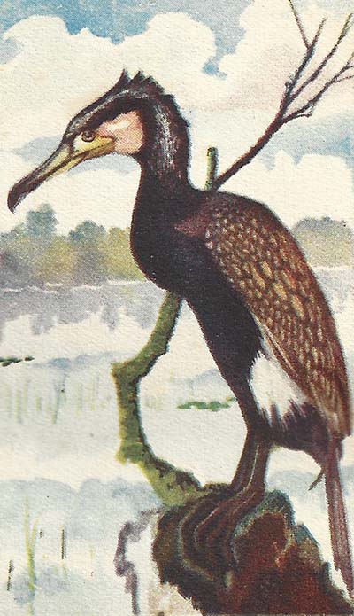 Aalscholver – Phalacrocorax carbo