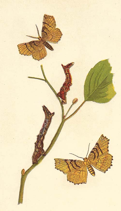 Herculesje – Selenia dentaria