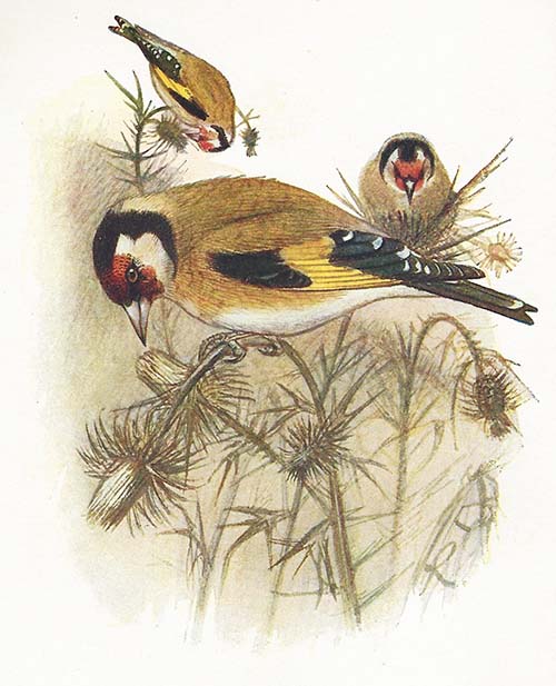 Putter – Carduelis carduelis
