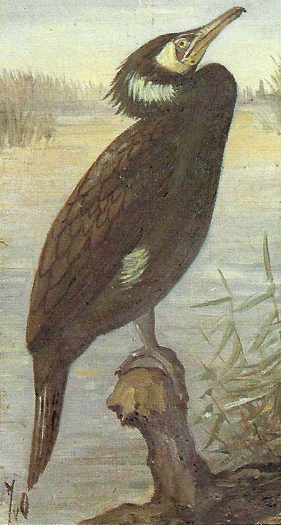 Aalscholver – Phalacrocorax carbo