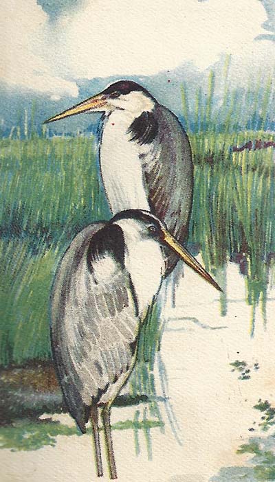 Blauwe Reiger – Ardea cinerea