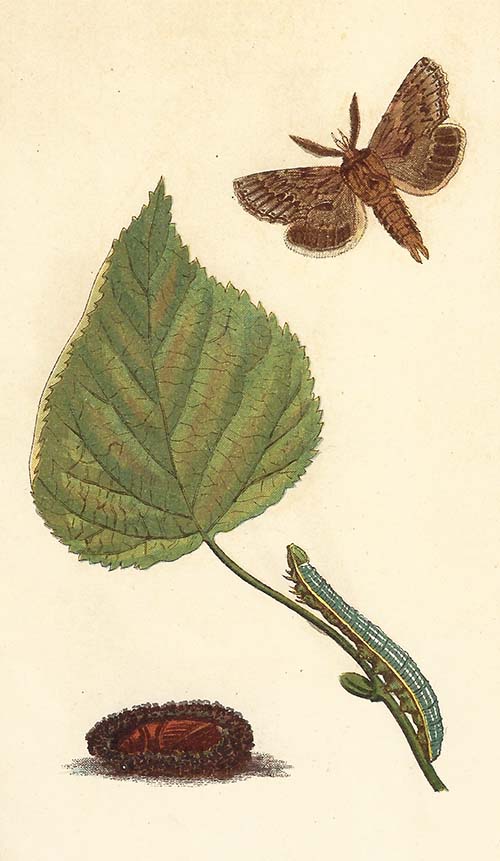 Snuitvlinder – Pterostoma palpina
