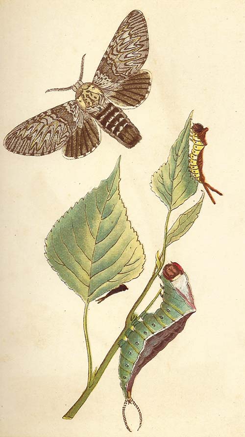 Hermelijnvlinder – Cerura vinula