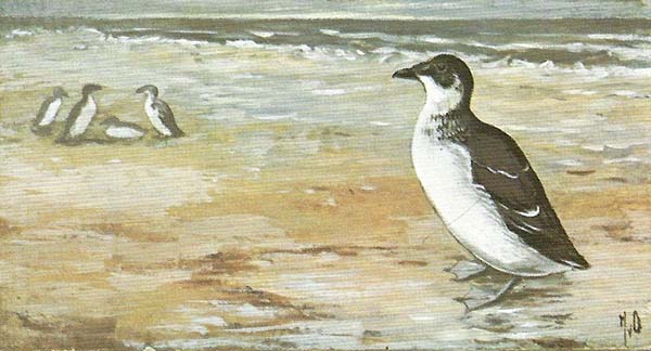 Drieteenstrandloper – Calidris alba