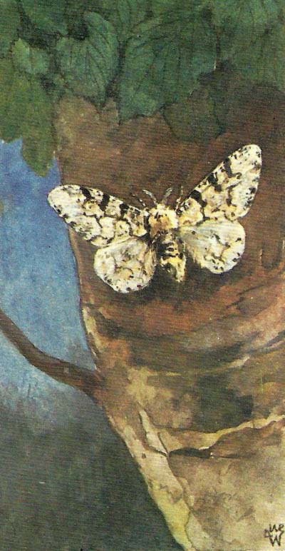 Peper-en-zoutvlinder – Biston betularia