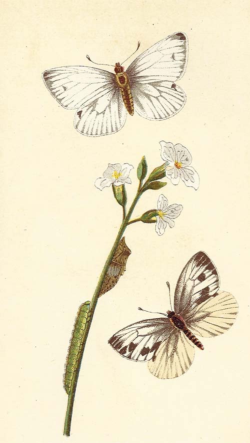 Klein geaderd witje – Pieris napi