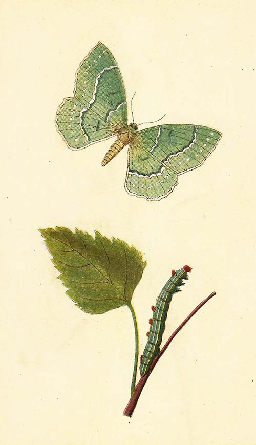 Zomervlinder – Geometra papilionaria