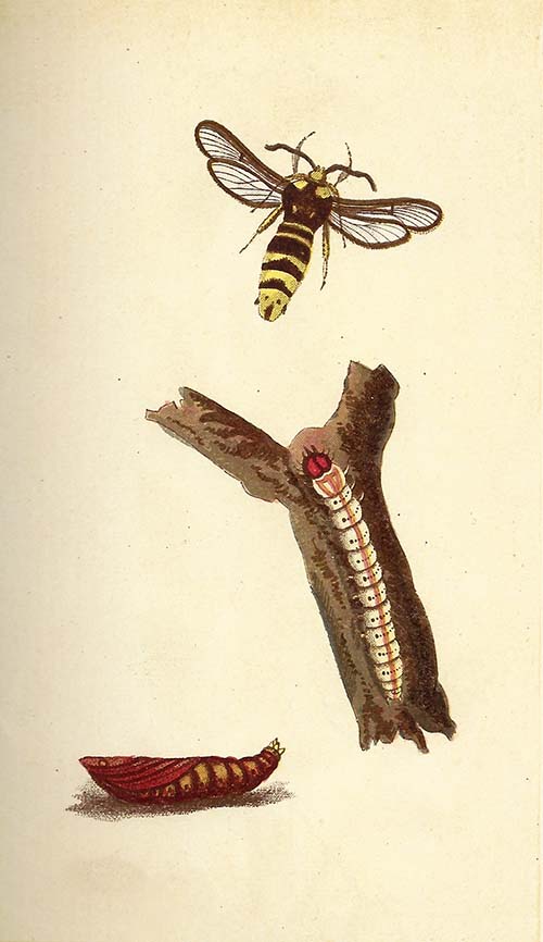 Hoornaarvlinder – Sesia apiformis