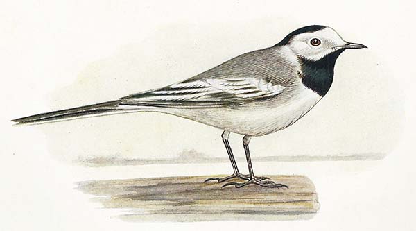 Witte Kwikstaart – Motacilla alba