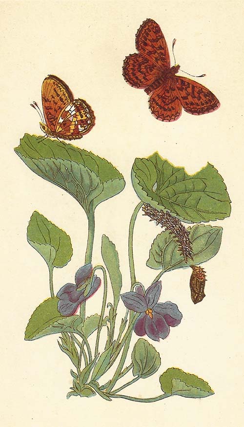 Zilveren maan – Boloria selene