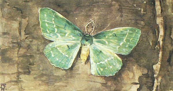 Zomervlinder – Geometra papilionaria