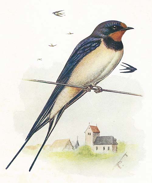 Boerenzwaluw – Hirundo rustica