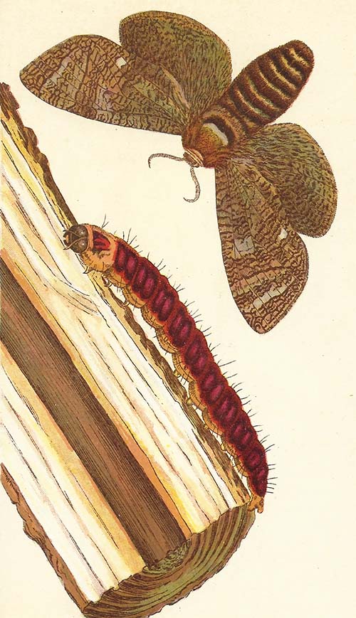 Wilgenhoutrups – Cossus cossus