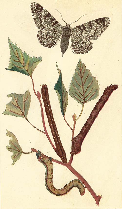 Peper-en-zoutvlinder – Biston betularia