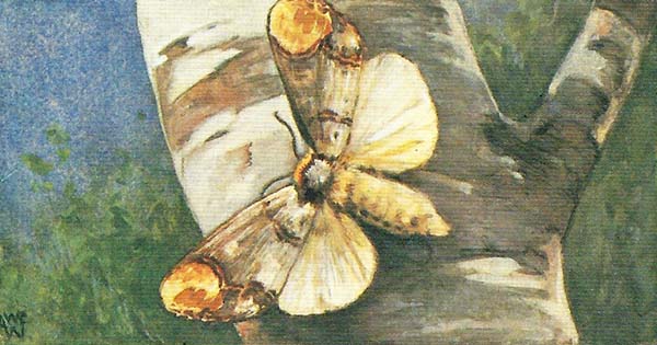 Wapendrager – Phalera bucephala