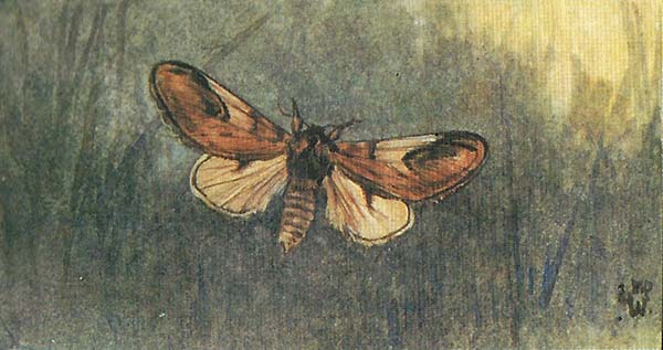 Kameeltje – Notodonta ziczac