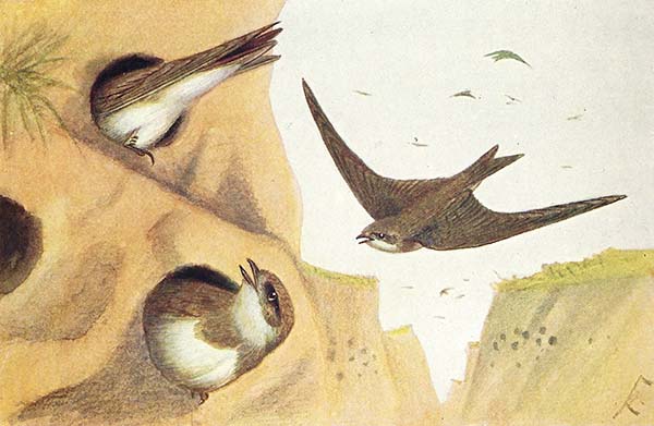 Oeverzwaluw – riparia riparia