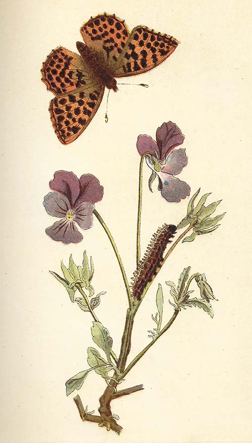 Kleine Parelmoervlinder – Issoria lathonia