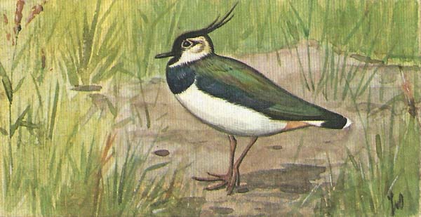 Kievit – Vanellus vanellus