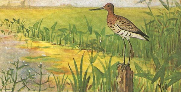 Grutto – Limosa limosa