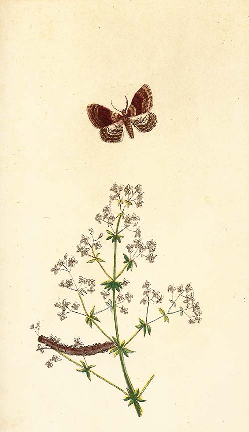 Vierbandspanner – Xanthorhoe ferrugata