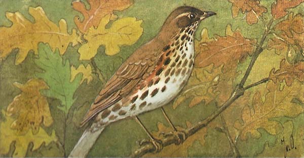 Koperwiek – Turdus iliacus