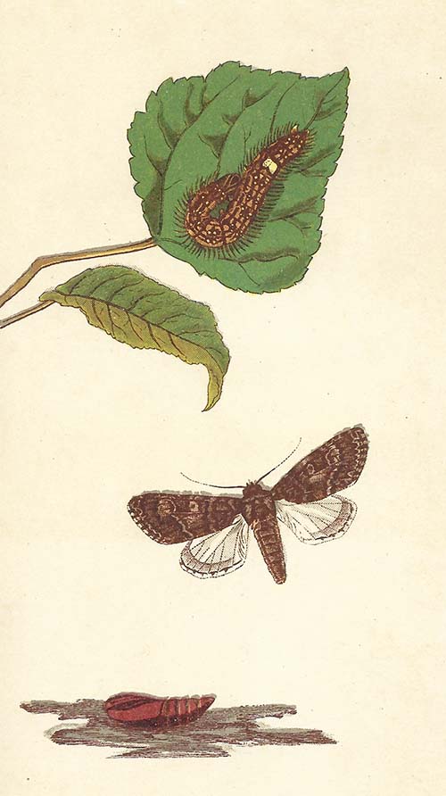 Schilddrager – Subacronicta megacephala