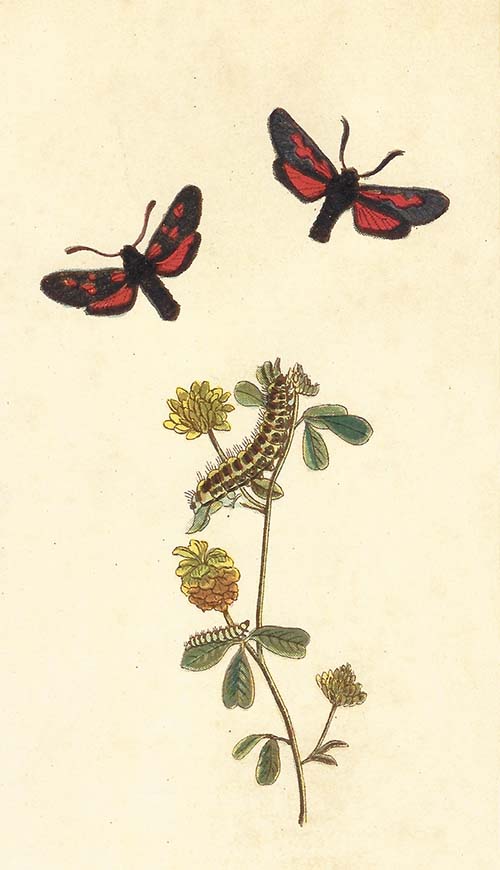 Vijfvlek-Sint-Jansvlinder – Zygaena trifolii