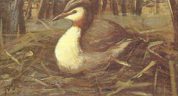 Fuut – Podiceps cristatus
