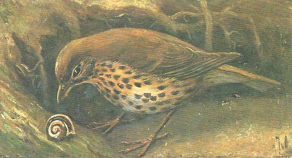 Zanglijster – Turdus philomelos
