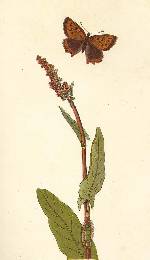 Kleine vuurvlinder – Lycaena phlaeas