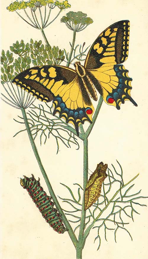 Koninginnenpage – Papilio machaon