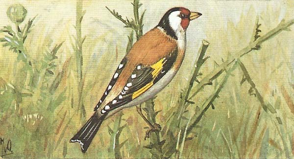 Putter – Carduelis carduelis