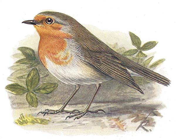 Roodborst – Erithacus rubecula