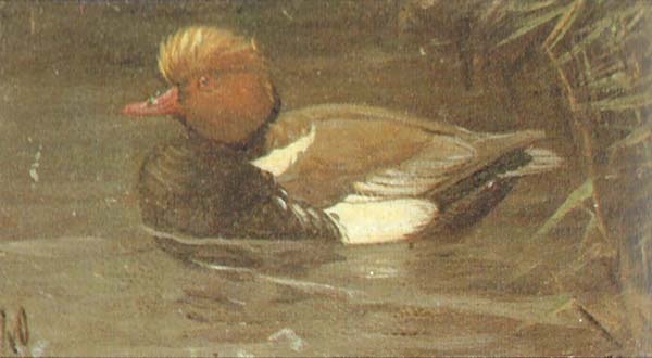 Krooneend – Netta rufina