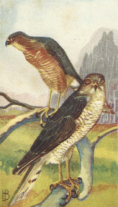 Sperwer – Accipiter nisus