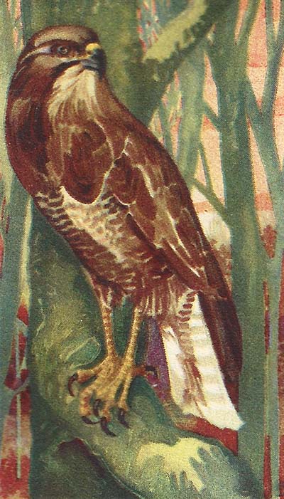 Buizerd – buteo buteo