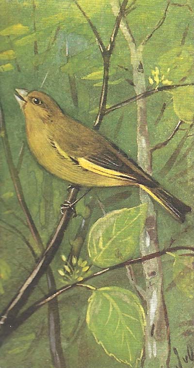 Groenling – Chloris chloris