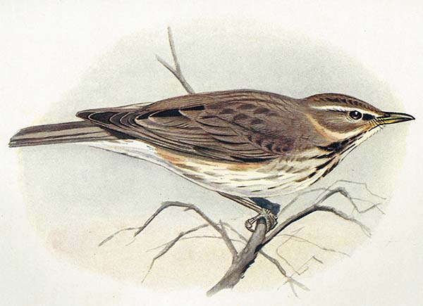 Koperwiek – Turdus iliacus