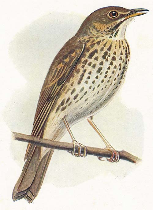 Zanglijster – Turdus philomelos